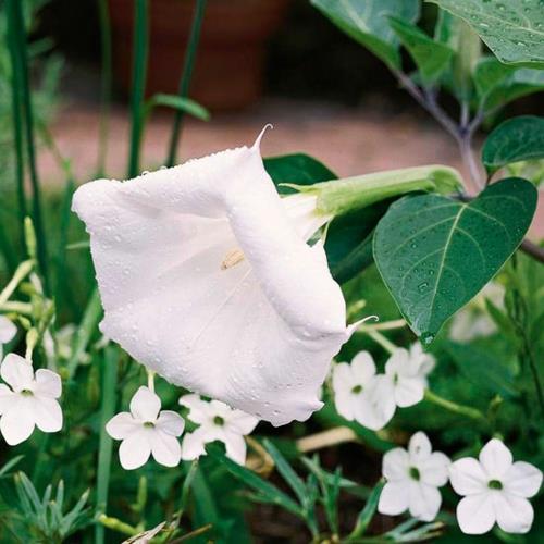 Kasvavat kauneimmat valkoiset kukat puutarhassa datura