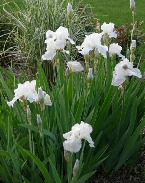 Kasvavat kauneimmat valkoiset kukat puutarhassa kuolematon iiris