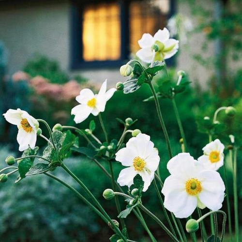 puutarhan kauneimmista valkoisista kukista kasvaa japanilaista vuokkoa