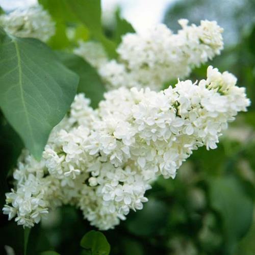 Kasvavat puutarhan kauneimpia valkoisia kukkia lila