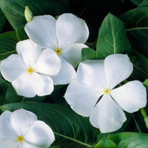 vinca -puutarhan kauneimmat valkoiset kukat