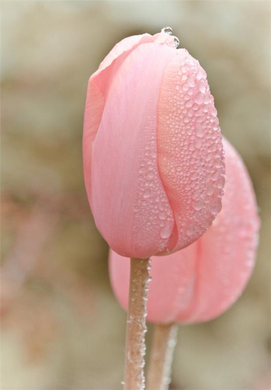 vaaleanpunaiset tulppaanit putoavat puutarhakasveja