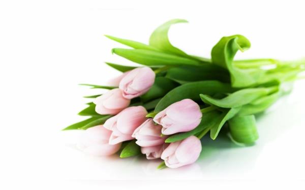 istuta tulppaanin vaaleanpunaiset tulppaanit