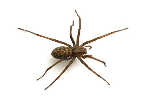A házi pókok gyakori típusai