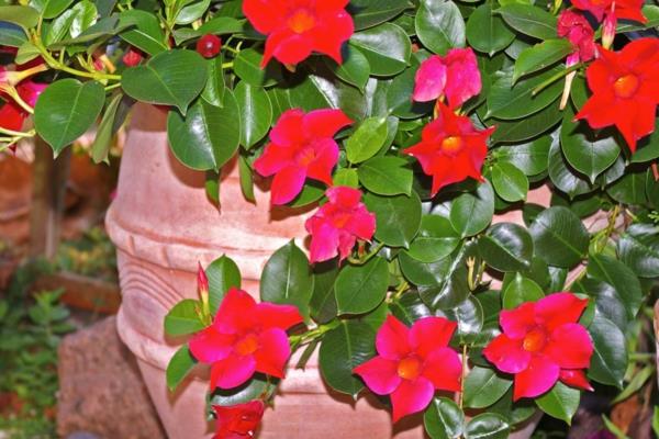 dipladenia parvekkeen hoitoon