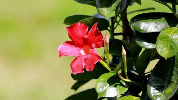 Säilytä dipladenia mandevilla oikein