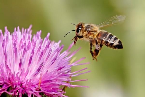 ohdake mehiläinen laidun mesi siitepöly