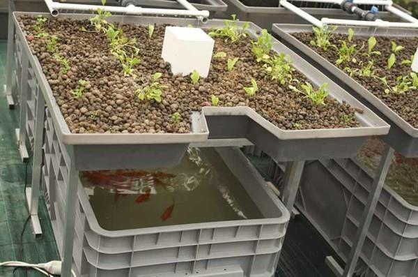 Rakenna oma aquaponics -järjestelmäsi