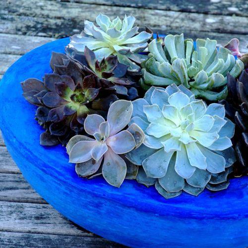 DIY betoniset kukkaruukut koboltinsinisen soikean muotoisina