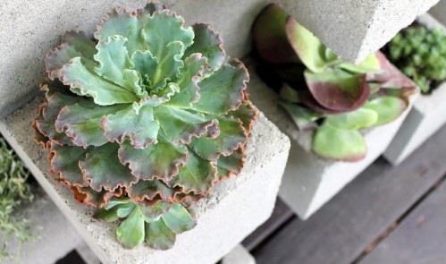 DIY kukkaruukut betonista sempervivum