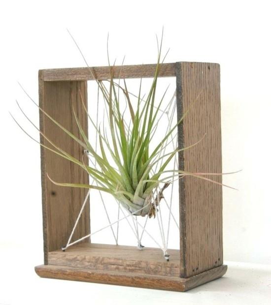 DIY -sisustusidea tillandsia -ilmakasveilla