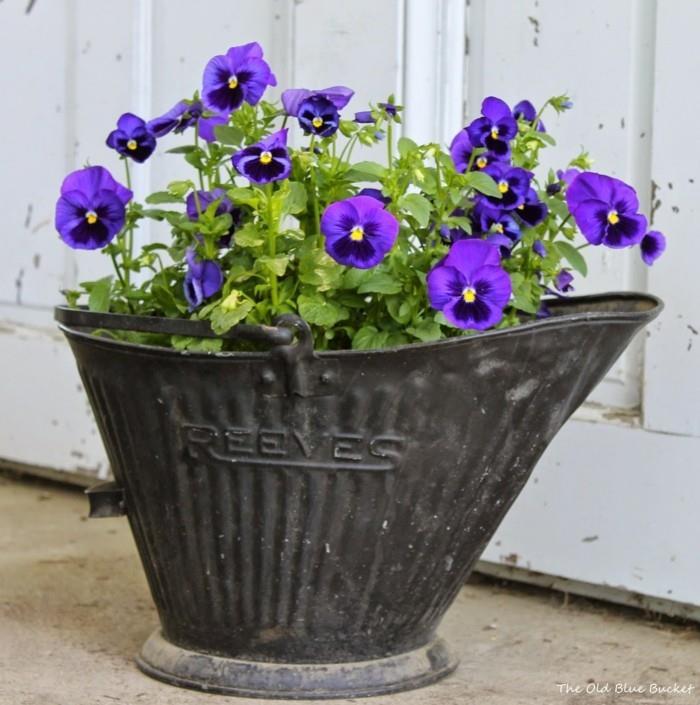 diy planter sarvi violetit