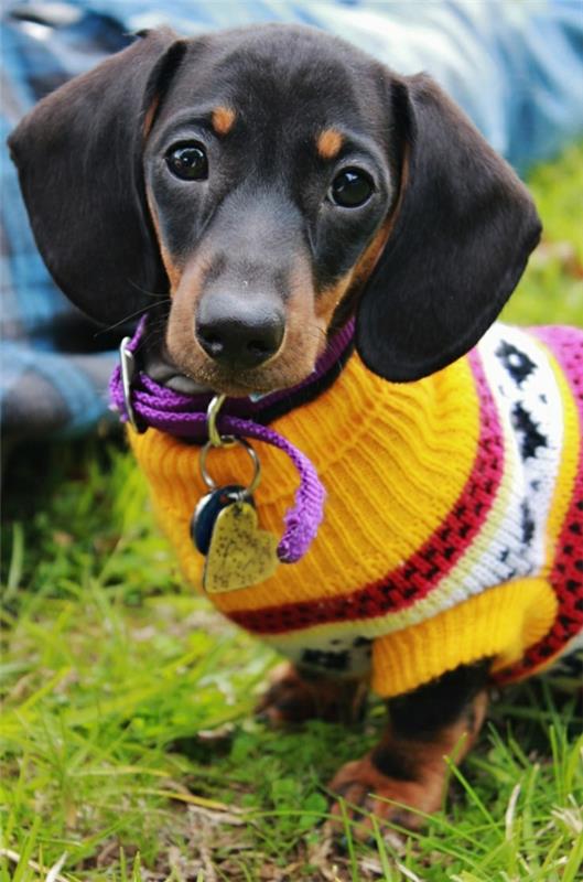 DIY -projektit neulomalla oman koiran villapaita laittaa keltainen mäyräkoira