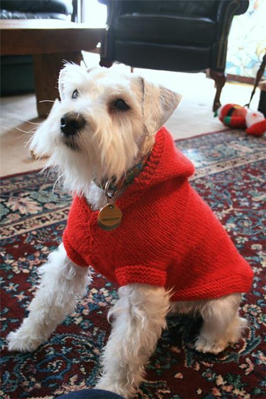 DIY -projektit neuloa oman koiran puseron punaiseksi hupulla
