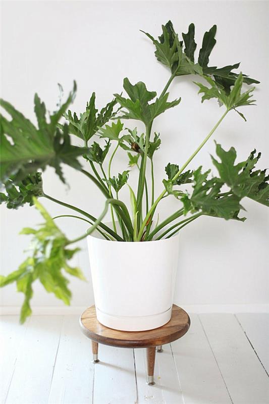 diy -projektit puukasvien jalusta vuosisadan puolivälissä
