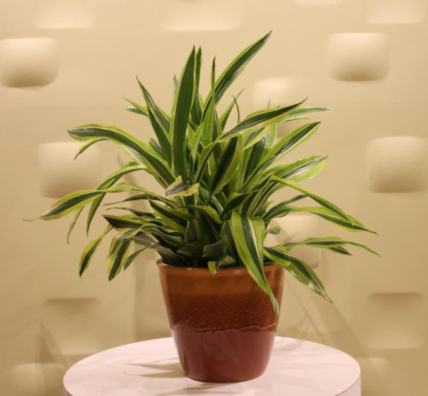 lohikäärmepuu Dracaena Fragrans -kasvit