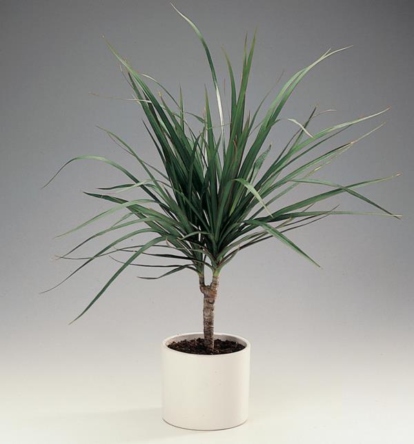 lohikäärmepuu Dracaena Marginata kodin sisustusideoita