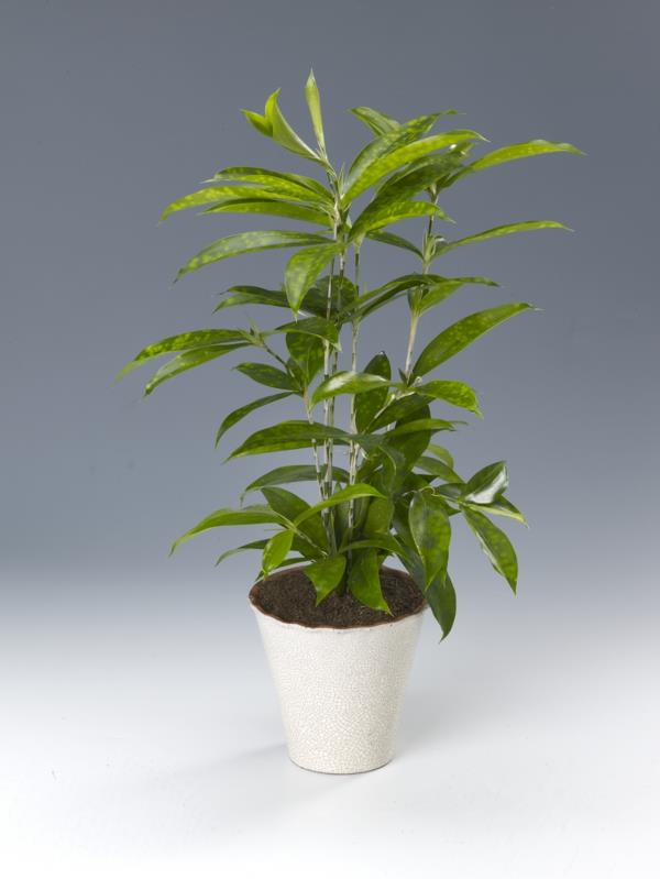 lohikäärmepuulajien hoito Dracaena surculosa