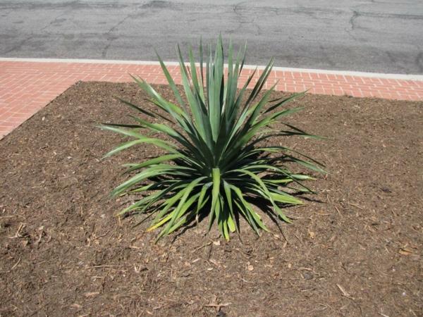 lohikäärmepuun hoito Dracaena Draco -pensas