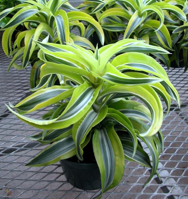 lohikäärmepuun hoito Dracaena Limelight huonekasvit