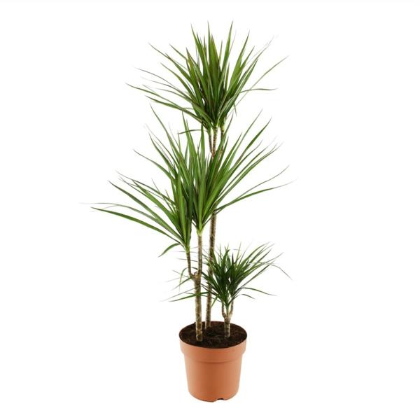 lohikäärmepuun hoitoistutus Dracaena Marginata