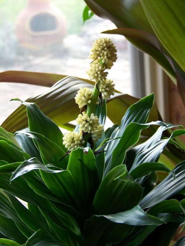 lohikäärmepuun hoito Dracaena fragrans kukkia