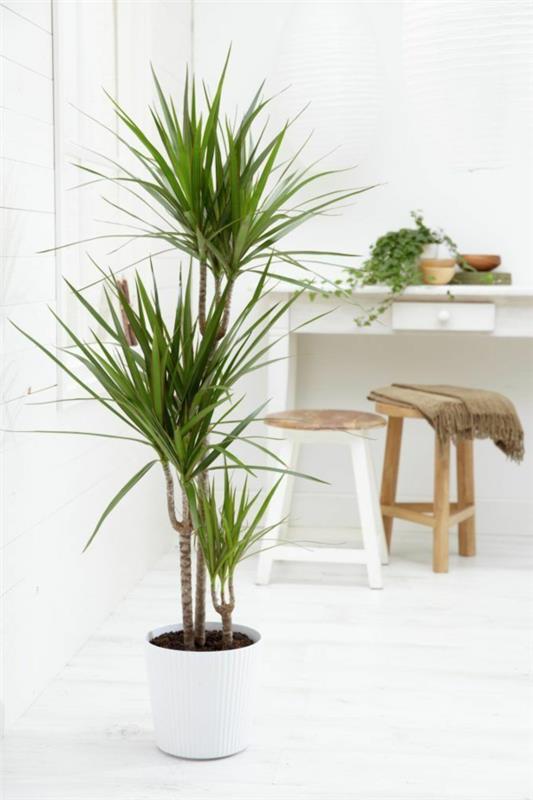 lohikäärmepuun hoito Dracaena marginata puutarhan istutus