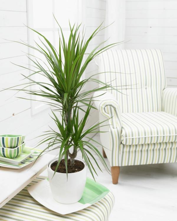 kasvit sisäkasvit Dracaena marginata olohuone