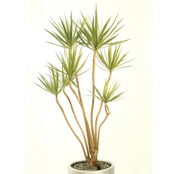 lohikäärmepuun hoito dracaena marginata valkoinen kukkaruukku