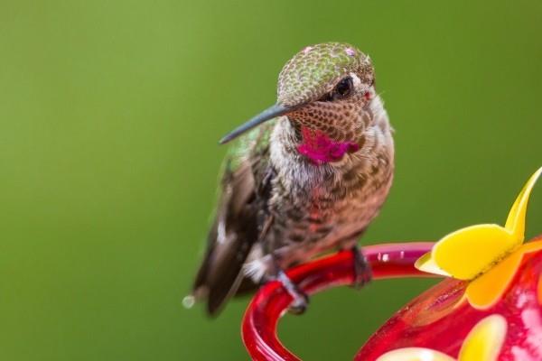 drone -inspiraation hummingbird