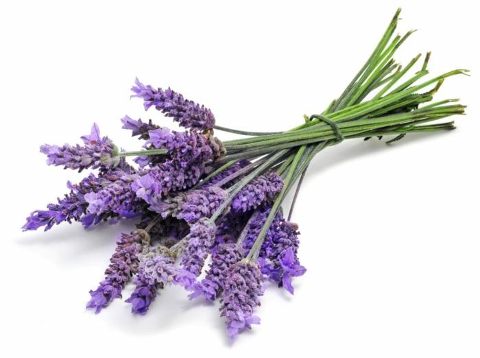 tuoksuvat öljyt oregano orgaaniset yrtit tuoretta laventelia
