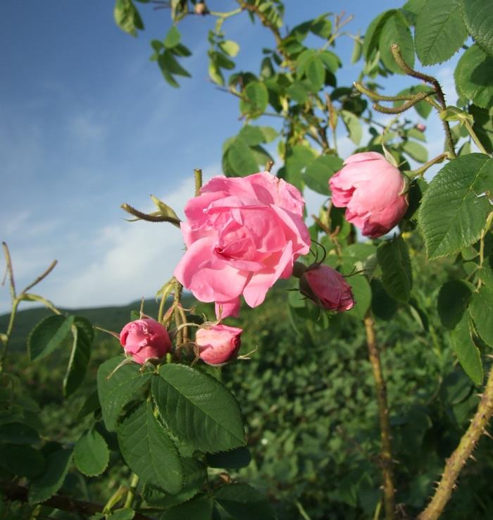 tuoksuöljyt oregano bio rose damascena bulgaria