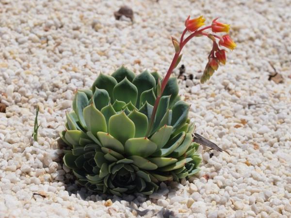 echeveria puutarhakasvit kukkivat kiviä