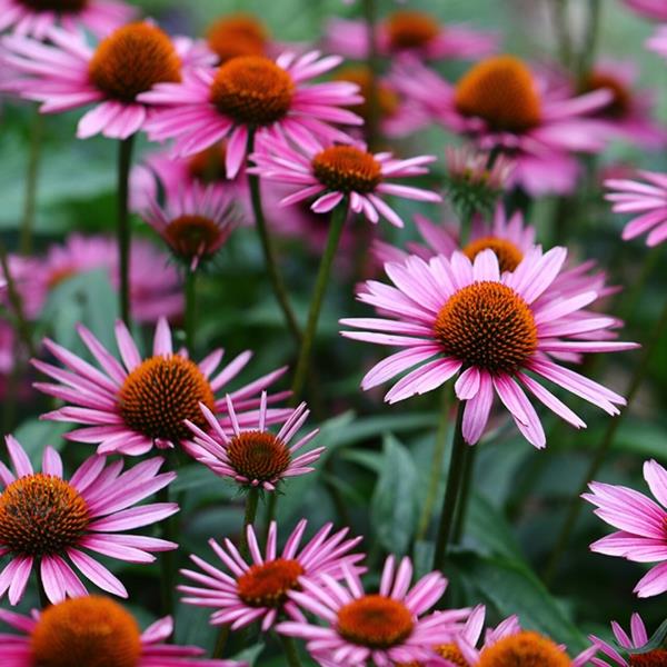 vinkkejä echinacea -kasvien hoitoon