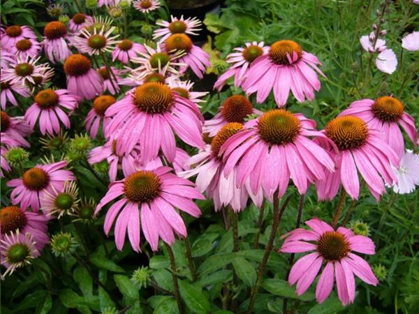 echinacea kasvi purpurea magnus