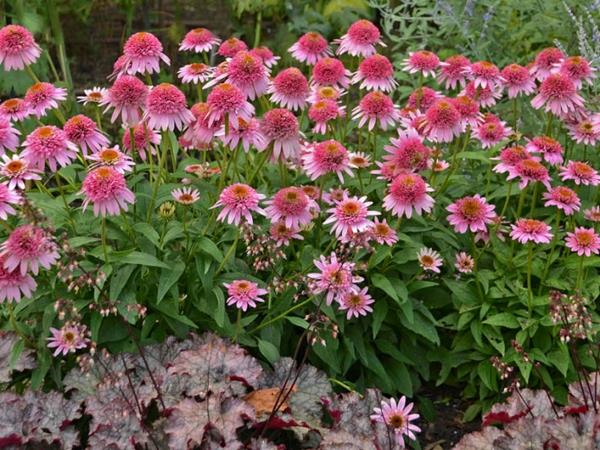 echinacea -kasvilajike purpurea