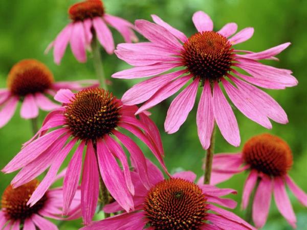 Echinacea kasvi violetit kukat