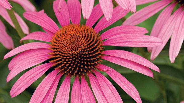 echinacea purpurea terve kasvi