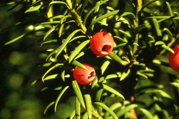 marjakuusi ikivihreät kasvit punaiset kukat puutarha siili