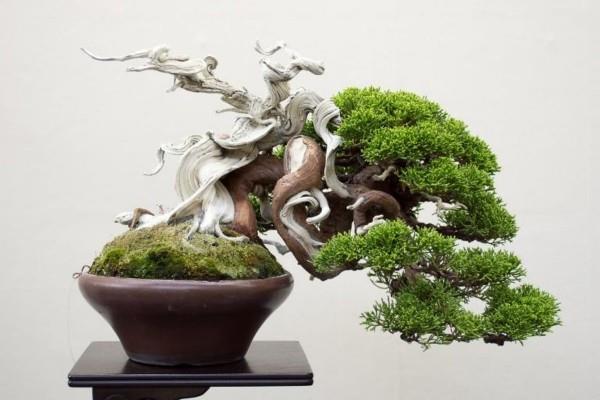 kuvanveistäjä ja bonsai -puu