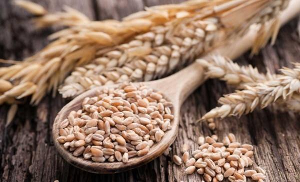 einkorn lusikka täynnä ytimiä