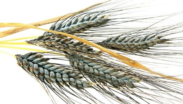 einkorn loistava yrttiidea