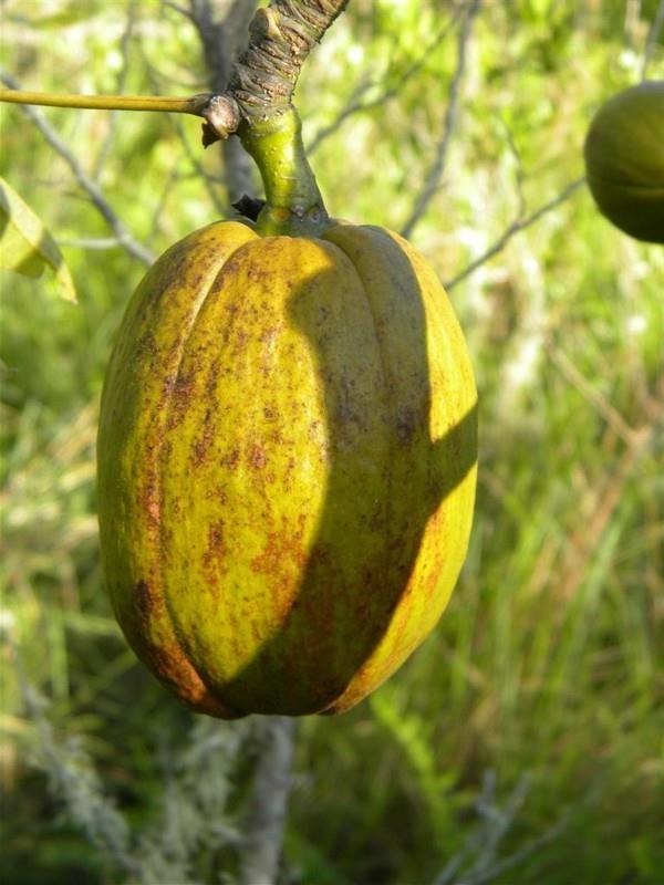 yksittäisten baobab-hedelmien koko on edelleen vihreä