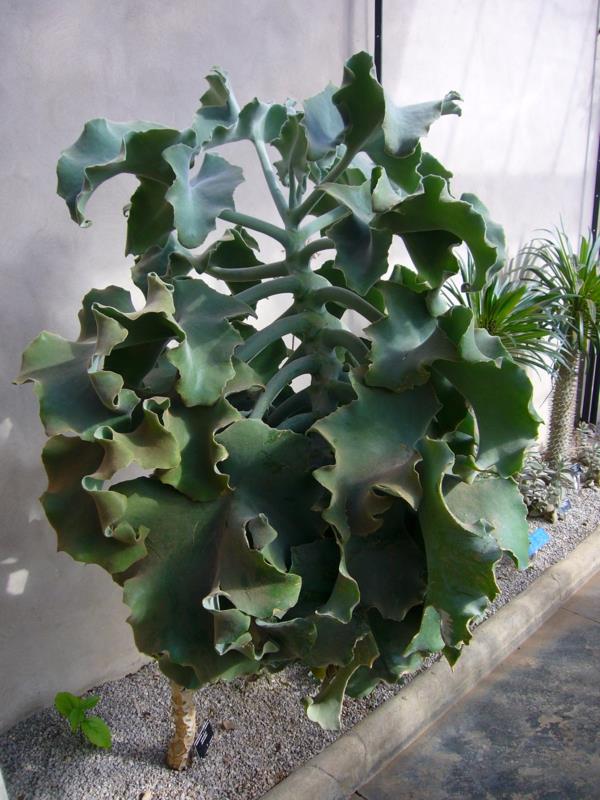 Norsun korva Kalanchoe beharensis puutarhakasvit