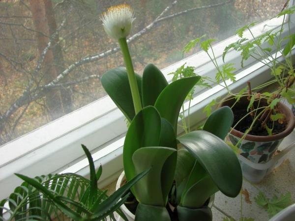 norsun korvan kasvi Haemanthus albiflos art