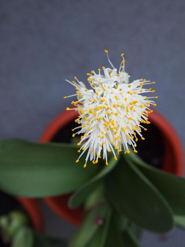 norsun korvan kasvi Haemanthus albiflos kukka