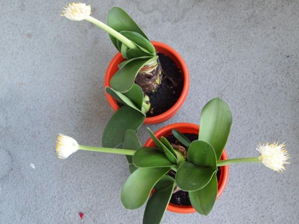 norsun korvan kasvi Haemanthus albiflos punaiset kukkaruukut