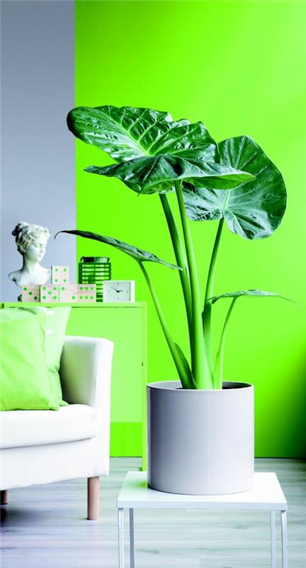 norsun korvan kasvi ruukkukasvina lehtien seinän väri kirkkaan vihreä