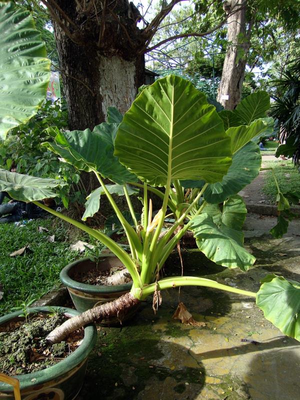 norsun korva kasvi jättiläinen lehtinen pudonnut lehti Alocasia macrorrhizos