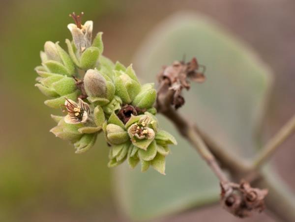 norsun korvan kasvilajit Kalanchoe beharensis kukat